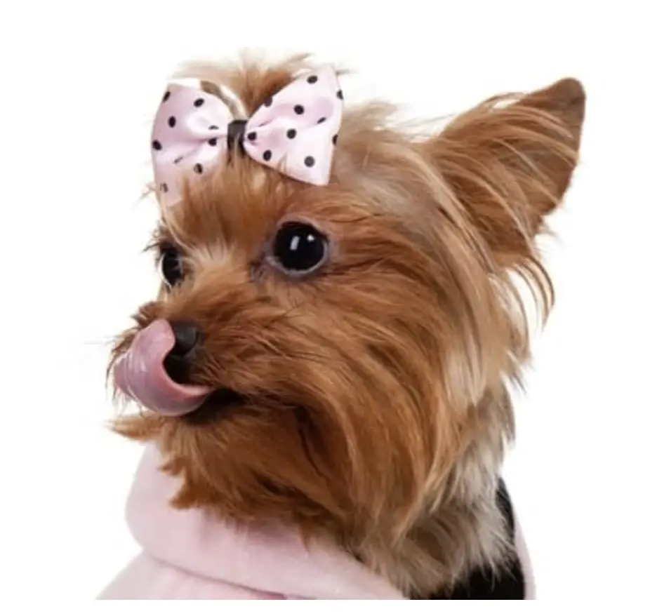 yorkies eating chocolate